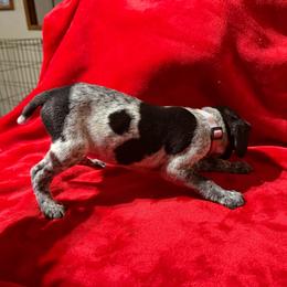 Lt Purple - Black roan female German Shorthaired Pointer puppy in Jackson, Georgia from Rosengrace Gsps (formerly Tiner GSP’s)