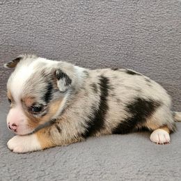 AKC NOAH - Blue merle male Chihuahua puppy in Newport, Maine from Pinewood Acres Chihuahuas