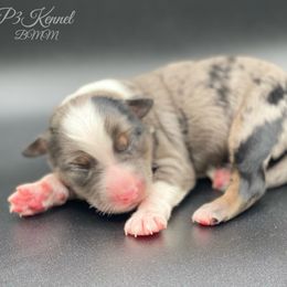Miniature Australian Shepherd and Toy Australian Shepherd Puppies from P3 Toy and Miniature Australian Shepherd’s