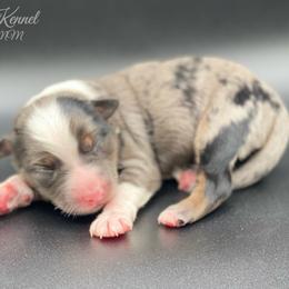 Miniature Australian Shepherd and Toy Australian Shepherd Puppies from P3 Toy and Miniature Australian Shepherd’s