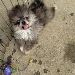 Confetti - Blue merle male Pomeranian puppy in Corydon, Indiana from Kortes Pomeranians