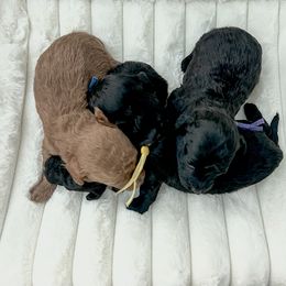 Goldendoodle Puppies from Desert Paws Doodles
