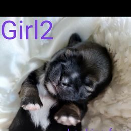 Girl 2 - Black gold and white Shih Tzu puppy in Honey Brook, Pennsylvania from Starrynight Shih Tzu