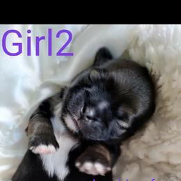 Girl 2 - Black gold and white Shih Tzu puppy in Honey Brook, Pennsylvania from Starrynight Shih Tzu