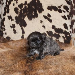 Blue boy - Blue male Shih Tzu puppy in Newark, Ohio from Gemini Kennels