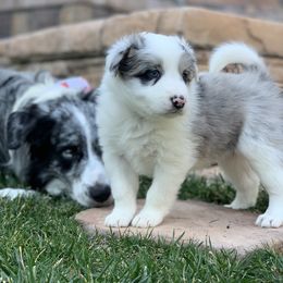 Gumdrop - AKC - Blue merle Border Collie puppy in Trabuco Canyon, California from Sierra Peak