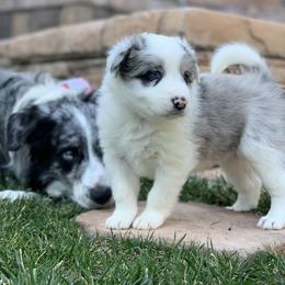 Gumdrop - AKC - Blue merle Border Collie puppy in Trabuco Canyon, California from Sierra Peak