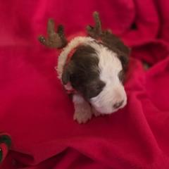 Girl 2 - Brown female Corgipoo puppy in Junction, Utah from Sugar Doodles