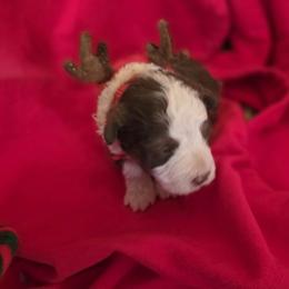Girl 2 - Brown female Corgipoo puppy in Junction, Utah from Sugar Doodles