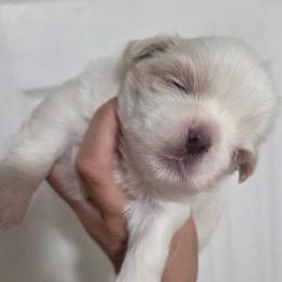 Crumpet - White male Shih Tzu puppy in Waynesboro, Pennsylvania from Big Win Shih Tzus