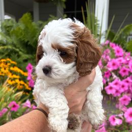 Henry - Parti male Goldendoodle puppy in Idaho Falls, Idaho from Meadowlark Park