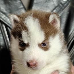 2 Loretta Lynn - Red and white female Siberian Husky puppy in Heppner, Oregon from Yuki Ookami Show Kennel