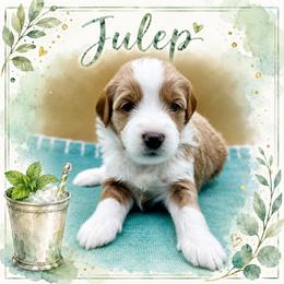 Julep - Apricot female Goldendoodle puppy in Hendersonville, North Carolina from Kim's Cove