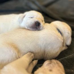 Boy 2 - Yellow male Labrador Retriever puppy in Clayton, North Carolina from The Homestead at Little Creek
