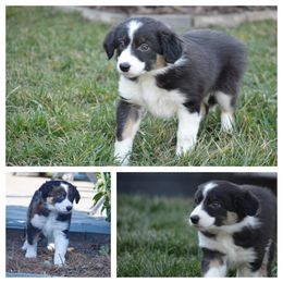 Girl 4 - Border Collie puppy in Huntersville, North Carolina from Millie’s Border Collie