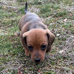 English Charlotte - Red female Dachshund puppy in Spokane, Washington from Beautiful Beans