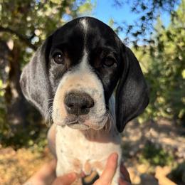 Thyme - light pink - Black and white female German Shorthaired Pointer puppy in Mokelumne Hill, California from Underhill GSP