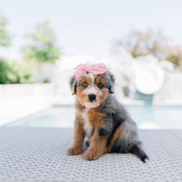 Sprout - female Australian Mountain Doodle puppy in Murray, Utah from Sun Valley Doodles
