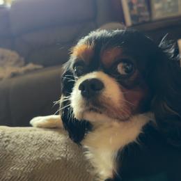 Cavalier King Charles Spaniel All Grown Up from Brattin Cavaliers