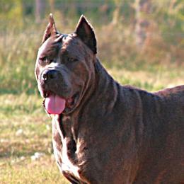 Nova - Cane Corso
