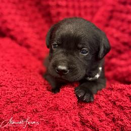 Black Boy - Black male Labrador Retriever puppy in Colorado from Albrecht Farms Labrador Retrievers