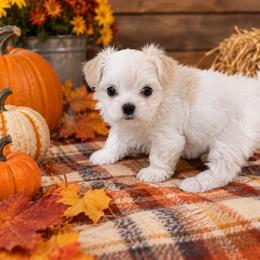 Rose - White and tan female Morkie puppy in Coats, North Carolina from Angie's Puppies
