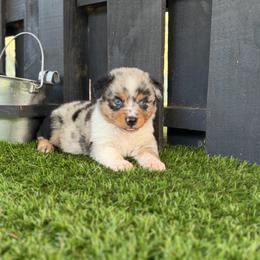 Lemon - Blue merle female Australian Shepherd puppy in Oak Hill, Florida from Swingin T Ranch LLC