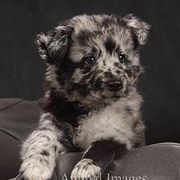 Border Collies and Mudis from Starcrest