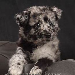 Border Collies and Mudis from Starcrest