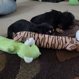 Dachshund Puppies from Katrina's Dachshunds