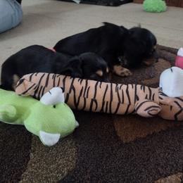 Dachshund Puppies from Katrina's Dachshunds