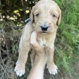 Lt Blue - Red  male Goldendoodle puppy in Richmond, Kentucky from The Doting Doodle