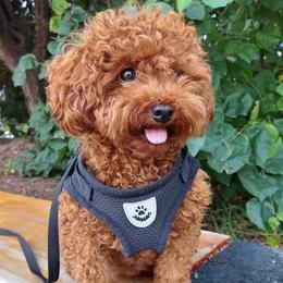 Companion Crosses, Maltipoos, and Poodles from Poodle house CA