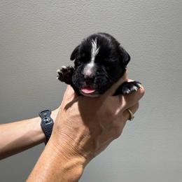 Red - Brindle female Boxer puppy in Jamesville, New York from Reynolds Homestead Boxers