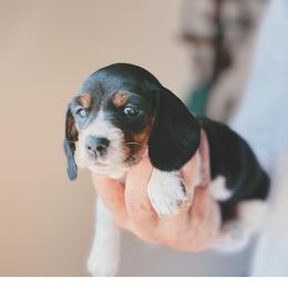Dachshund puppies from Willies Weinies