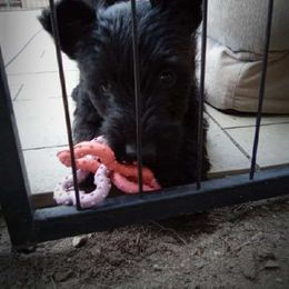 Maple - Black brindle male Scottish Terrier puppy in Mancelona, Michigan from Stefany Farm of Happiness