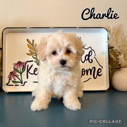 Yoda - Cream male Maltipoo puppy in Morehead, Kentucky from Paw Perfect Pets