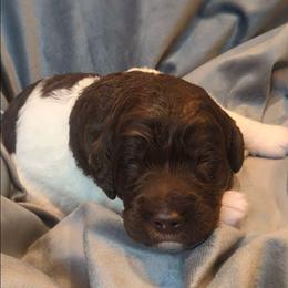 Ross - male Newfypoo puppy in South Haven, Minnesota from Hidden Haven Poodles and Doodles