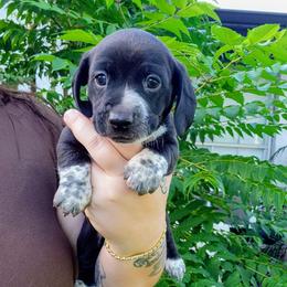 Teddy - Black male Dachshund puppy in Altamonte Springs, Florida from Happy Tails Dachshunds