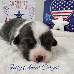 Shelly - Gray and white female American Corgi puppy in White Hall, Maryland from Folly Acres Corgis