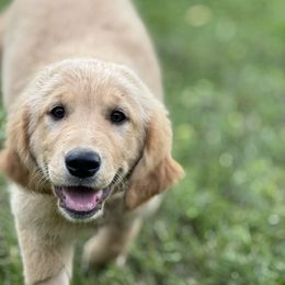 Harper - Dark golden female Golden Retriever puppy in Ringgold, Georgia from Southern Belle's Puppies