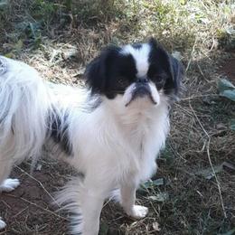 Len - Japanese Chin