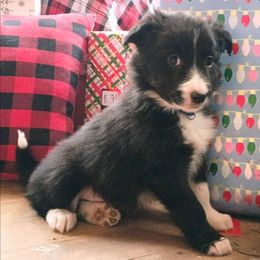 Willie - Black and white male Border Collie puppy in Dundy County, Nebraska from Stag Valley Homestead