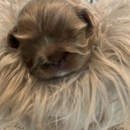 Shih Tzu Puppies from Home Sweet Shih Tzu