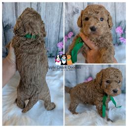 Hoover - F1b Petite-Mini Goldendoodle. OFA-Genetics-2 Yr Warranty - Microchip. - Apricot male Goldendoodle puppy in Jeddo, Michigan from Apple Creek Doodles