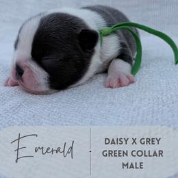 Emerald - Blue male Boston Terrier puppy in West Jefferson, Ohio from Kline Kennels