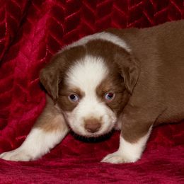 Miniature Australian Shepherd Puppies from Sand Dollar Aussies