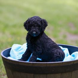 Kobe - Black Poodle puppy in Nacogdoches, Texas from Magnolia Springs Farm