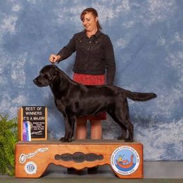 Labrador Retriever All Grown Up from Hill’s Labrador Retrievers