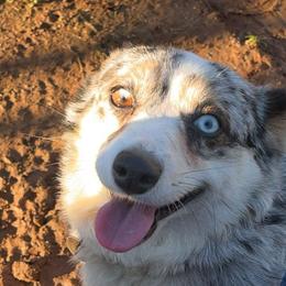 American Corgis, Australian Shepherds, and Pembroke Welsh Corgis from Clover S Farm